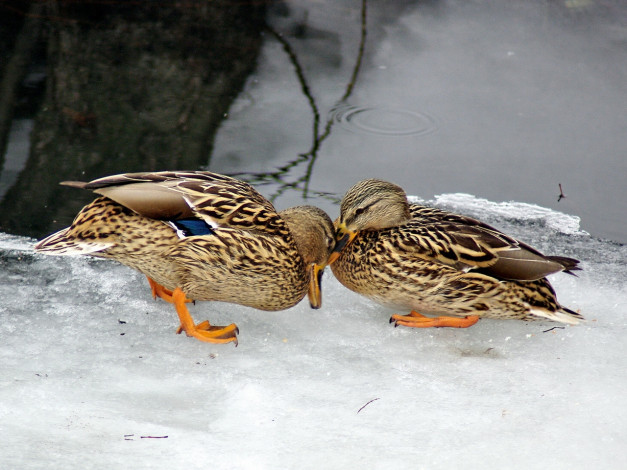 Обои картинки фото животные, утки