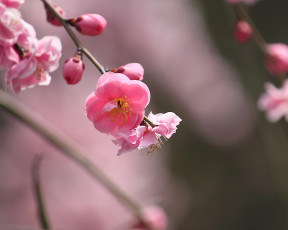 Картинка цветы сакура вишня