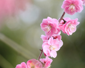 Картинка цветы сакура вишня