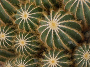 Картинка цветы кактусы