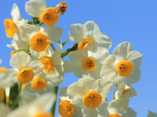 Картинка цветы нарциссы