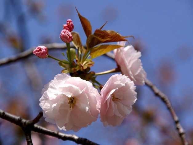 Обои картинки фото цветы, сакура, вишня