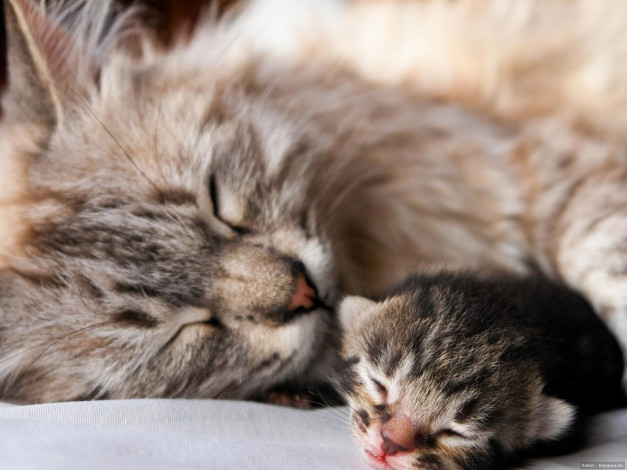 Обои картинки фото животные, коты