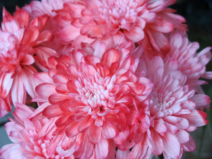 Картинка цветы хризантемы макро