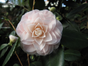 Картинка цветы камелии бледно-розовый нежность