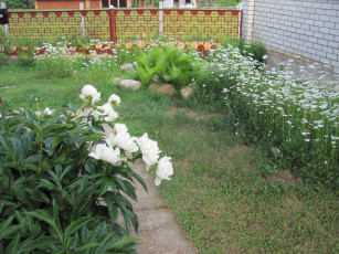 Картинка цветы разные вместе пионы ромашки папоротник