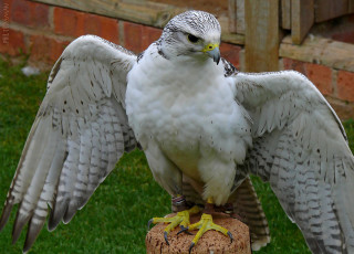 Картинка животные птицы хищники взгляд