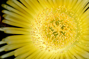 обоя цветы, аизовые, лепестки