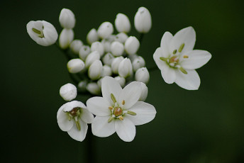 Картинка цветы белый