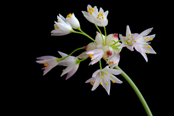 Картинка цветы лепестки