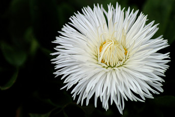 Картинка цветы маргаритки белый