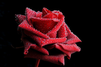 Картинка цветы розы капли