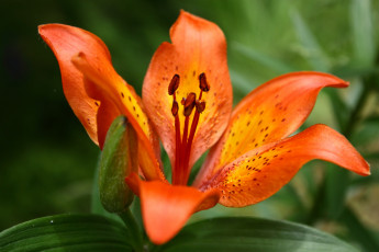 Картинка цветы лилии лилейники лепестки