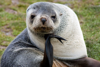 Картинка животные тюлени морские львы котики морской котик задумчивость философ