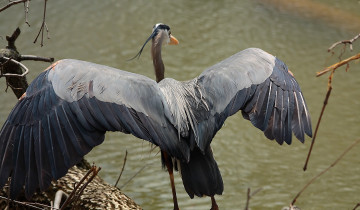 Картинка животные цапли крилья