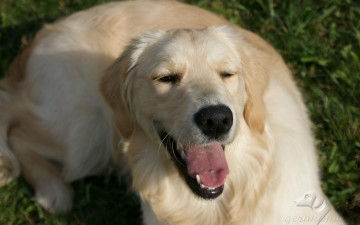 Картинка автор geronima животные собаки golden retriever