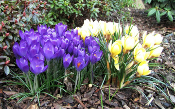 Картинка цветы крокусы синий желтый