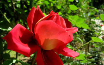 Картинка цветы розы лепестки