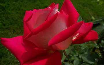 Картинка цветы розы лепестки капли