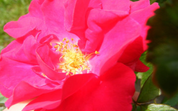 Картинка цветы розы макро