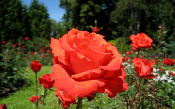 Картинка цветы розы розарий