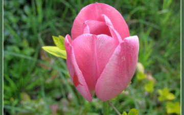 Картинка цветы тюльпаны розовый