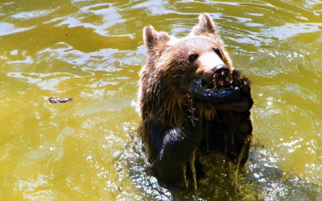 Картинка животные медведи вода медведь