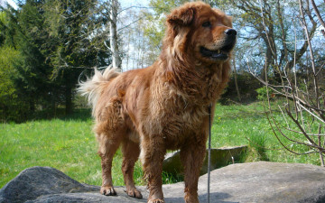 Картинка животные собаки камень поводок пес