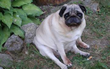 Картинка животные собаки взгляд