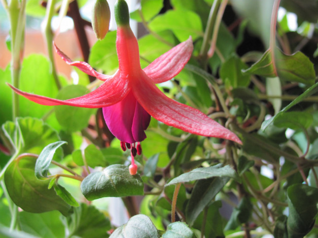 Обои картинки фото цветы, фуксия, розовый