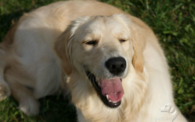 Обои картинки фото автор, geronima, животные, собаки, golden, retriever