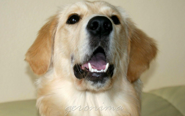 Обои картинки фото автор, geronima, животные, собаки, golden, retriever