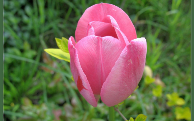 Обои картинки фото цветы, тюльпаны, розовый