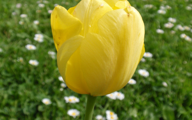 Обои картинки фото цветы, тюльпаны, желтый