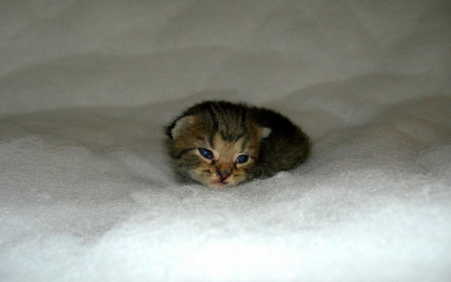 Обои картинки фото животные, коты, котенок