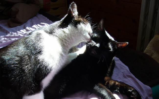 Обои картинки фото животные, коты, ласка