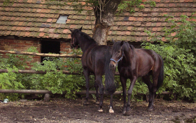 Обои картинки фото животные, лошади, кусты, сарай