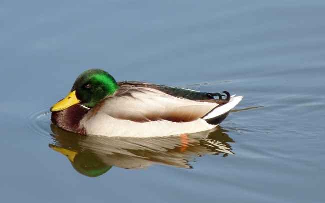 Обои картинки фото животные, утки, вода, утка