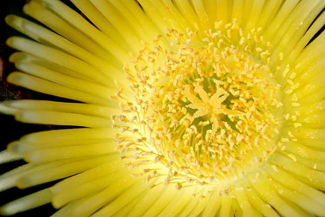 Обои картинки фото цветы, аизовые, лепестки