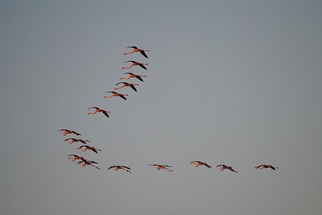 Обои картинки фото животные, фламинго, полет