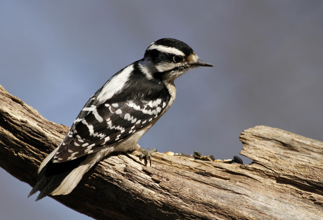 Обои картинки фото животные, дятлы, ветка