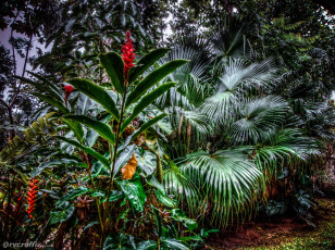 Картинка парк сан паулу бразилия природа сан-паулу