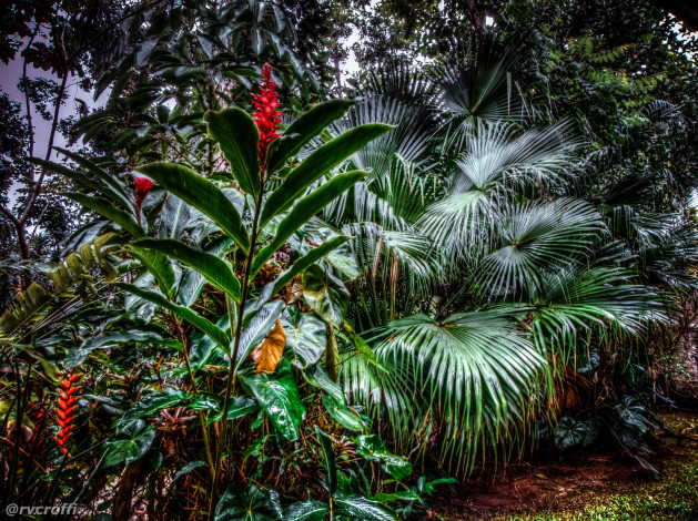 Обои картинки фото парк, сан, паулу, бразилия, природа, сан-паулу