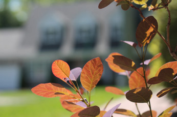 Картинка природа листья