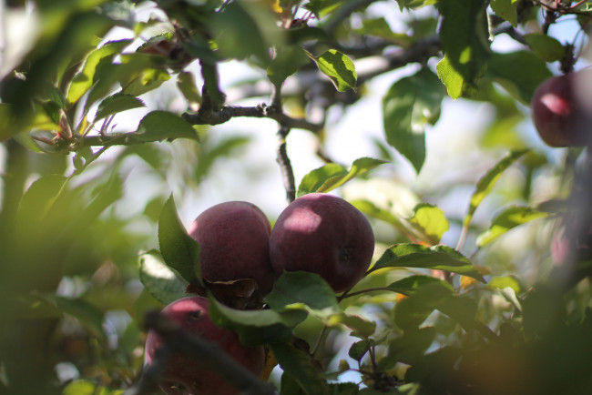 Обои картинки фото природа, плоды, яблоки