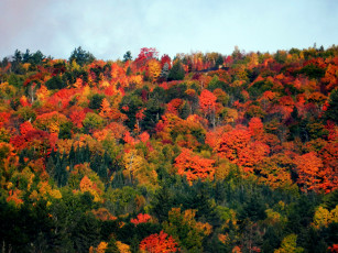 Картинка природа деревья осень