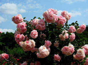 Картинка цветы розы розовые куст