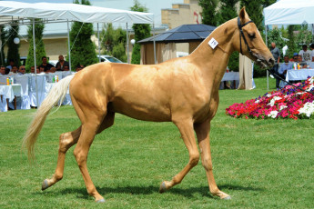 Картинка животные лошади лошадь лужайка люди