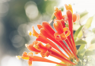 Картинка цветы оранжевые