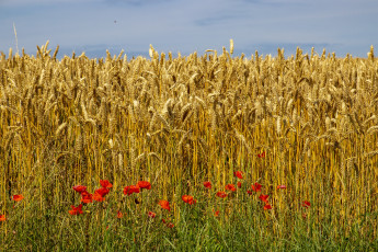 Картинка природа поля поле